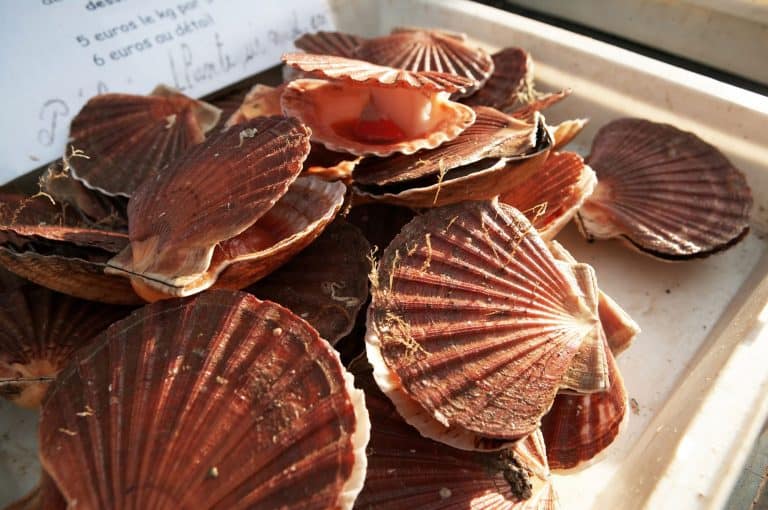 Where Do Scallops Come From (How Are Scallops Harvested)